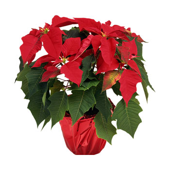 Пуансеттия